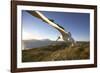 Wandering Albatross on South Georgia Island-Paul Souders-Framed Photographic Print