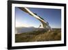 Wandering Albatross on South Georgia Island-Paul Souders-Framed Photographic Print