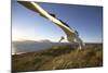 Wandering Albatross on South Georgia Island-Paul Souders-Mounted Photographic Print