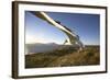 Wandering Albatross on South Georgia Island-Paul Souders-Framed Photographic Print