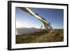 Wandering Albatross on South Georgia Island-Paul Souders-Framed Photographic Print