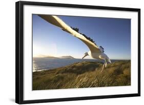 Wandering Albatross on South Georgia Island-Paul Souders-Framed Photographic Print