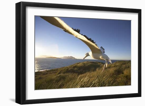 Wandering Albatross on South Georgia Island-Paul Souders-Framed Photographic Print