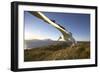 Wandering Albatross on South Georgia Island-Paul Souders-Framed Photographic Print