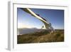 Wandering Albatross on South Georgia Island-Paul Souders-Framed Photographic Print