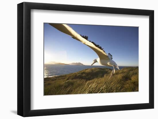 Wandering Albatross on South Georgia Island-Paul Souders-Framed Photographic Print