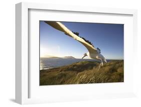 Wandering Albatross on South Georgia Island-Paul Souders-Framed Photographic Print
