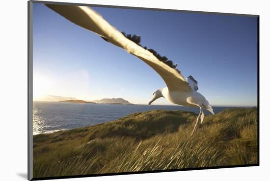 Wandering Albatross on South Georgia Island-Paul Souders-Mounted Photographic Print