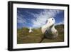 Wandering Albatross on South Georgia Island-null-Framed Photographic Print