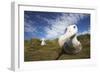 Wandering Albatross on South Georgia Island-null-Framed Photographic Print