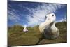 Wandering Albatross on South Georgia Island-null-Mounted Photographic Print