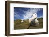 Wandering Albatross on South Georgia Island-null-Framed Photographic Print