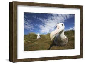 Wandering Albatross on South Georgia Island-null-Framed Photographic Print