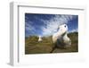 Wandering Albatross on South Georgia Island-null-Framed Photographic Print