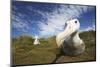 Wandering Albatross on South Georgia Island-null-Mounted Photographic Print