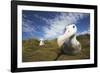 Wandering Albatross on South Georgia Island-null-Framed Photographic Print