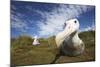 Wandering Albatross on South Georgia Island-null-Mounted Photographic Print