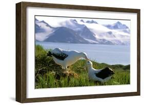 Wandering Albatross Pair Preening-null-Framed Photographic Print