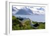 Wandering Albatross Pair Preening-null-Framed Photographic Print