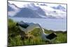 Wandering Albatross Pair Preening-null-Mounted Photographic Print