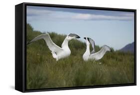 Wandering Albatross Performing Courtship Display-DLILLC-Framed Stretched Canvas