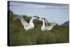 Wandering Albatross Performing Courtship Display-DLILLC-Stretched Canvas