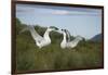Wandering Albatross Performing Courtship Display-DLILLC-Framed Premium Photographic Print