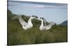 Wandering Albatross Performing Courtship Display-DLILLC-Stretched Canvas