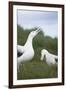 Wandering Albatross Performing Courtship Display-DLILLC-Framed Premium Photographic Print