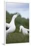 Wandering Albatross Performing Courtship Display-DLILLC-Framed Premium Photographic Print