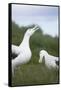 Wandering Albatross Performing Courtship Display-DLILLC-Framed Stretched Canvas