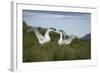 Wandering Albatross Performing Courtship Display-DLILLC-Framed Photographic Print