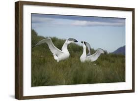 Wandering Albatross Performing Courtship Display-DLILLC-Framed Photographic Print