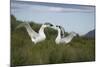 Wandering Albatross Performing Courtship Display-DLILLC-Mounted Photographic Print