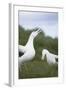 Wandering Albatross Performing Courtship Display-DLILLC-Framed Photographic Print