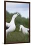 Wandering Albatross Performing Courtship Display-DLILLC-Framed Photographic Print
