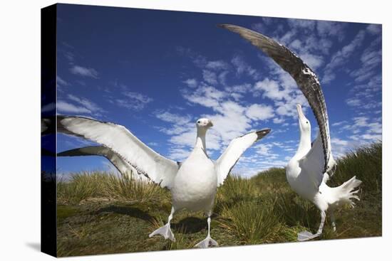 Wandering Albatrosses on South Georgia Island-Paul Souders-Stretched Canvas