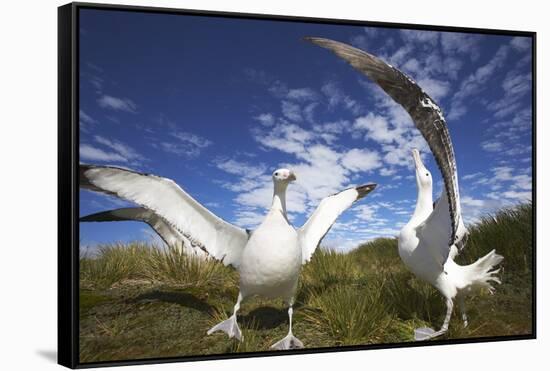Wandering Albatrosses on South Georgia Island-Paul Souders-Framed Stretched Canvas