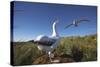 Wandering Albatrosses on South Georgia Island-null-Stretched Canvas