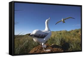 Wandering Albatrosses on South Georgia Island-null-Framed Stretched Canvas