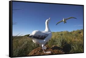 Wandering Albatrosses on South Georgia Island-null-Framed Stretched Canvas
