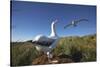 Wandering Albatrosses on South Georgia Island-null-Stretched Canvas