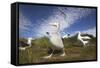 Wandering Albatrosses on South Georgia Island-null-Framed Stretched Canvas