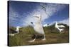 Wandering Albatrosses on South Georgia Island-null-Stretched Canvas