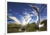 Wandering Albatrosses on South Georgia Island-Paul Souders-Framed Photographic Print