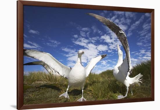 Wandering Albatrosses on South Georgia Island-Paul Souders-Framed Photographic Print