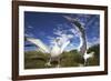 Wandering Albatrosses on South Georgia Island-Paul Souders-Framed Photographic Print