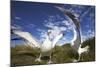 Wandering Albatrosses on South Georgia Island-Paul Souders-Mounted Photographic Print