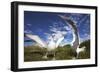 Wandering Albatrosses on South Georgia Island-Paul Souders-Framed Photographic Print