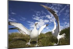 Wandering Albatrosses on South Georgia Island-Paul Souders-Mounted Photographic Print